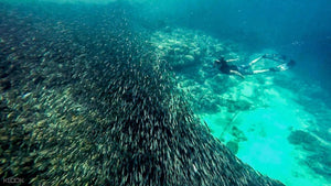 Moalboal (Sardine Run)